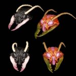 Cosmic Character Pack Action Figure Accessory Sphexxian Helmets Set