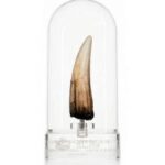 Jurassic Park III Prop Replica 1/1 Spinosaurus Tooth 14 cm