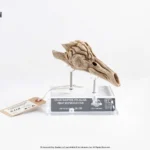 JURASSIC PARK 3 VELOCIRAPTOR RESONATING CHAMBER PROP REPLICA