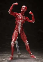 HUMAN ANATOMICAL MODEL FIGMA AF - immagine 7