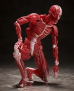HUMAN ANATOMICAL MODEL FIGMA AF - immagine 8