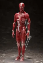 HUMAN ANATOMICAL MODEL FIGMA AF - immagine 5