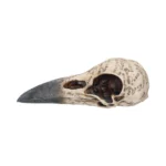 EDGAR A POE RAVEN SKULL - immagine 7