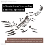 IMAGINARY SKELETON MOSASAURUS 1/32 - immagine 8