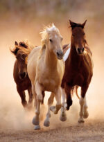 Puzzle da 1000 Pezzi - Running Horses - immagine 2