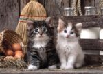 Puzzle da 1000 Pezzi - Lovely Kittens - immagine 2