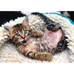 Puzzle da 1000 Pezzi - Cheerful kitten - immagine 3