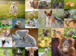 Puzzle da 200 Pezzi XXL - I Cuccioli del Mondo - immagine 2