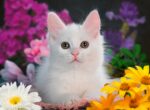 Puzzle da 100 Pezzi XXL - Gattino Glitter - immagine 2