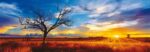 Puzzle da 1000 Pezzi Panorama - Mark Gray: Desert Oak al Tramonto, Australia - immagine 2