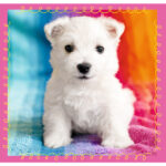 3 Puzzle in 1 - Cagnolini nel Bagno - immagine 2