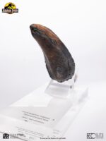 Jurassic Park 1/1 Replica Velociraptor Toenail Type A 11 cm - immagine 4
