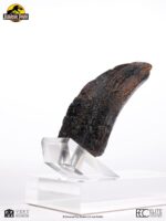 Jurassic Park 1/1 Replica Velociraptor Toenail Type A 11 cm - immagine 6
